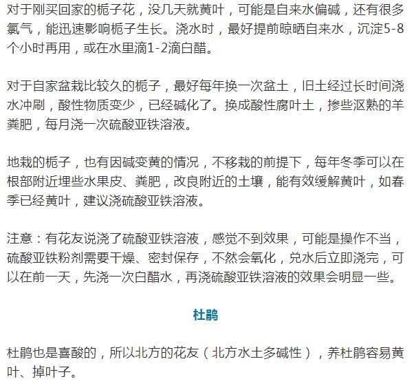 这10种花爱喝醋，浇水加点酸，叶子油亮爱开花！