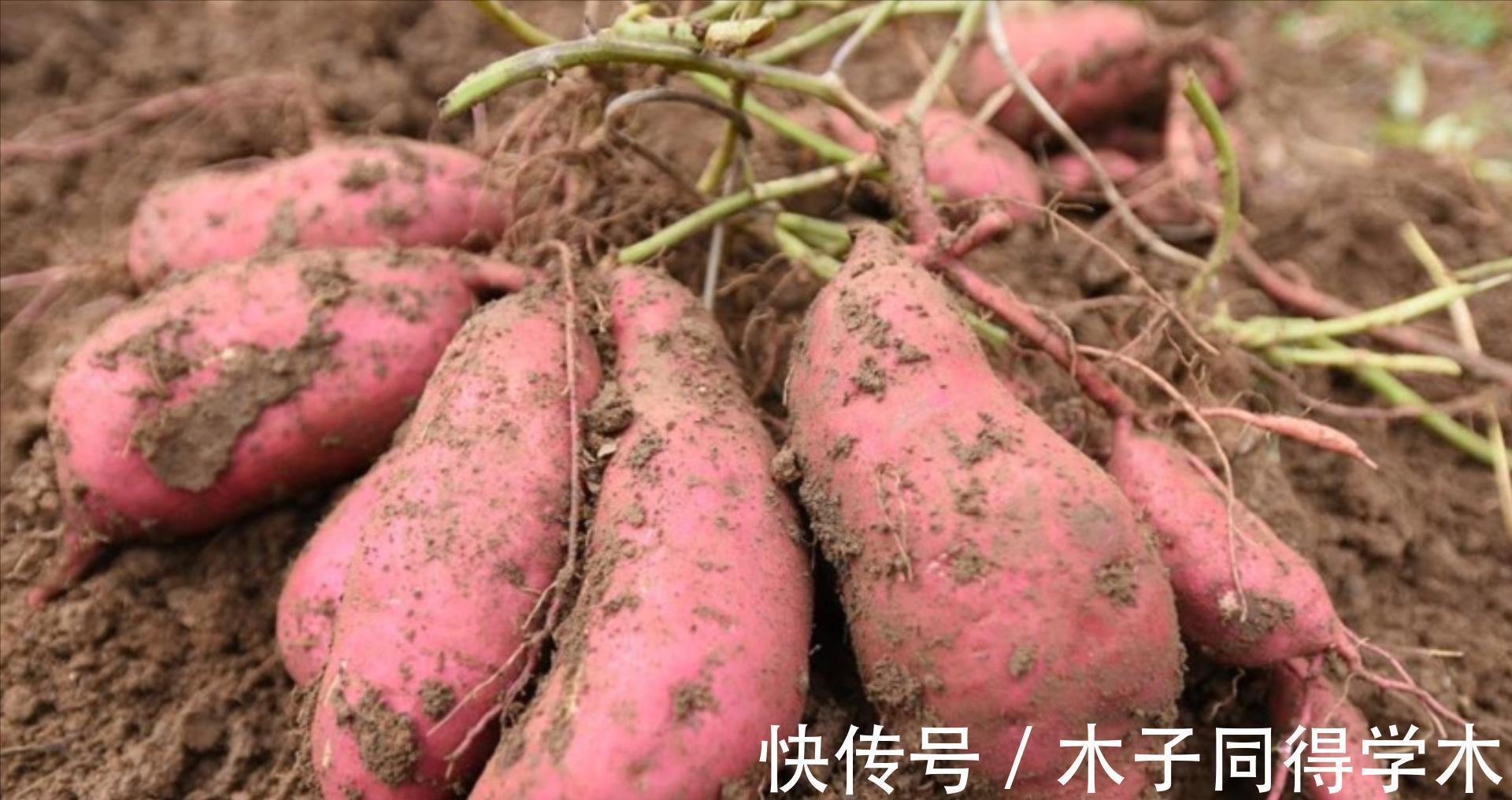 蔬菜|立秋过后,7种蔬菜要多吃,每一种都对人体大有好处,对抗秋燥