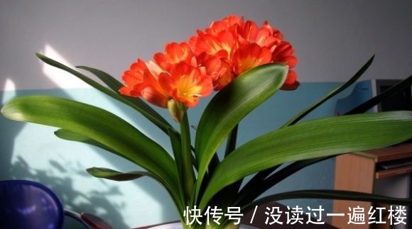 花友|图寓意好盆栽君子兰,想赏花就别忽略这4点“小要求”