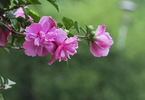  木槿花|木槿花，颜色鲜艳、繁花似锦这样养护，年年花开开满园