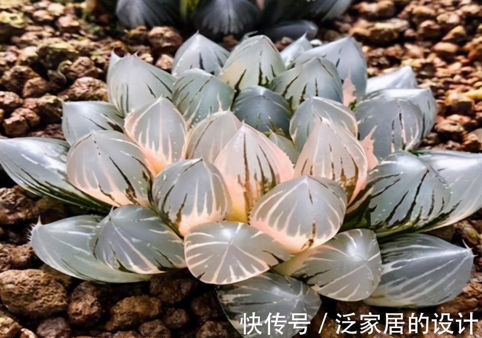 光照|养多肉玉露就怕2件事，及时规避，养出的玉露人见人爱