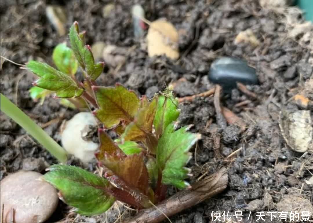 3月栽种大丽花，植株长得旺盛，夏天开满大花团