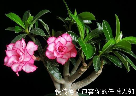 新手养沙漠玫瑰,满足它的“小爱好”,一盆养十年,年年开满花!