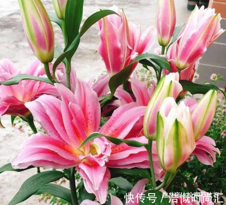 几种花养家里，特别旺运，超级漂亮还旺运，满屋都是香气