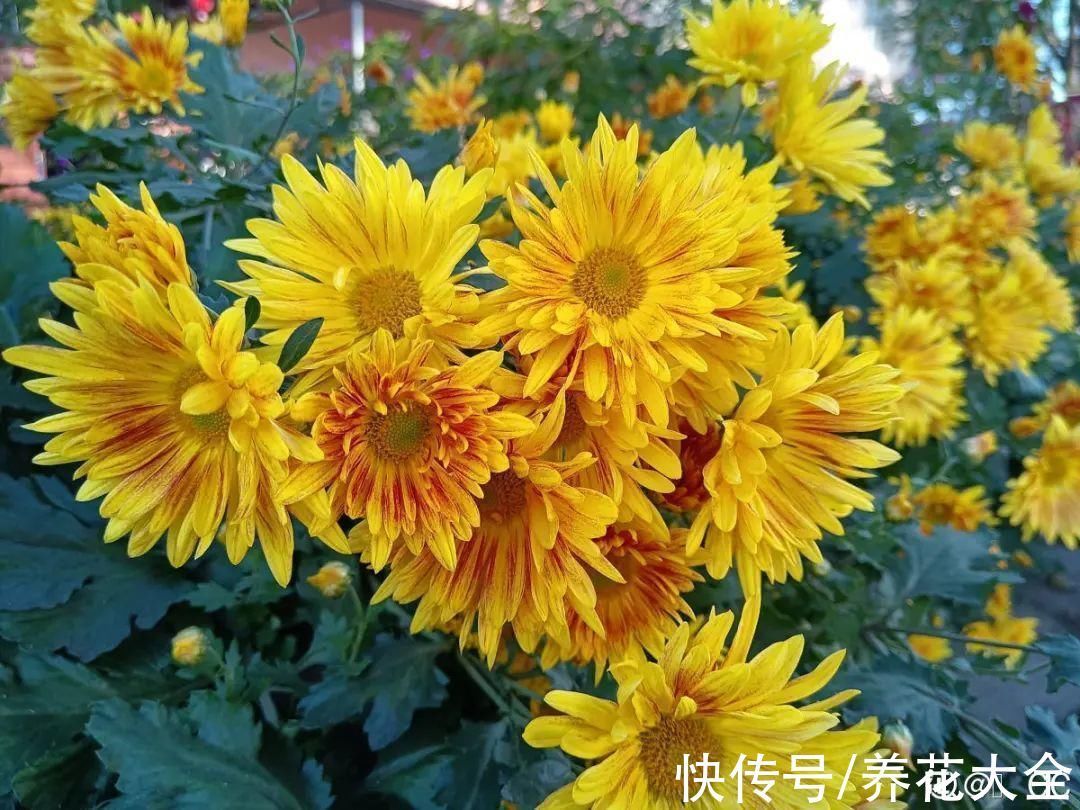 叶子|冬天扦插,最简单的方法学起来,这6种花都能生根