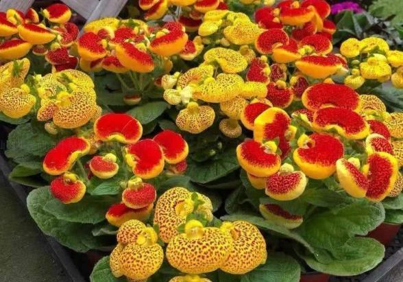 水仙花|新年新气象!10种年宵花,家里放一盆,福瑞迎门,喜庆又吉祥