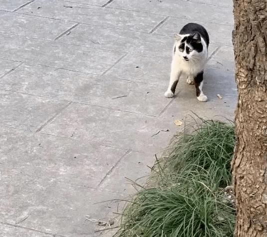 老公|“发现一个手办和我老公长得一模一样,这也太丑了吧!”哈哈哈