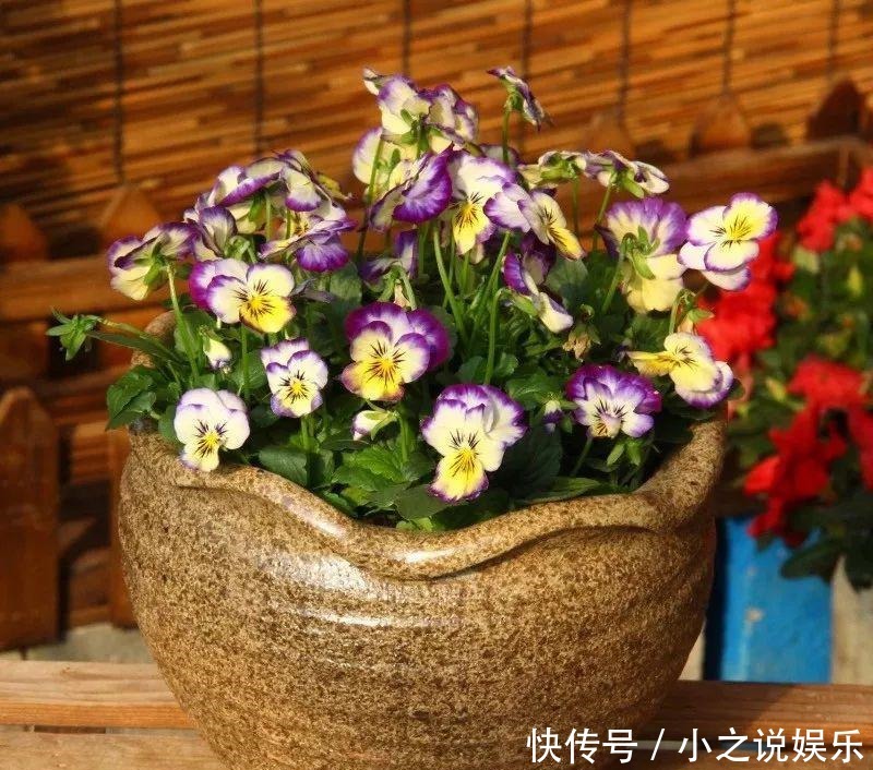 观叶|4种花比绿萝还好养,观叶又赏花,花期很长颜值高