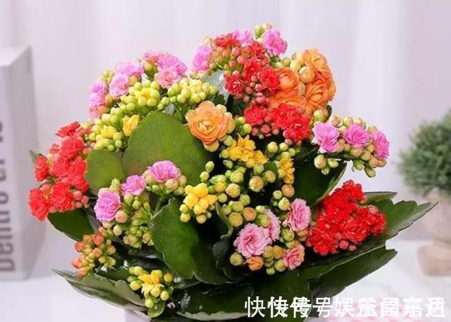 直射光|家里阳台必养此款花卉，便宜还好养，养上10盆也不多！