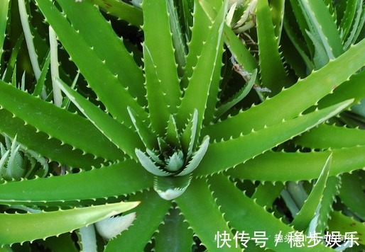 家养芦荟总是长势缓慢,学会这三个养护小技巧,轻松长出绿森林