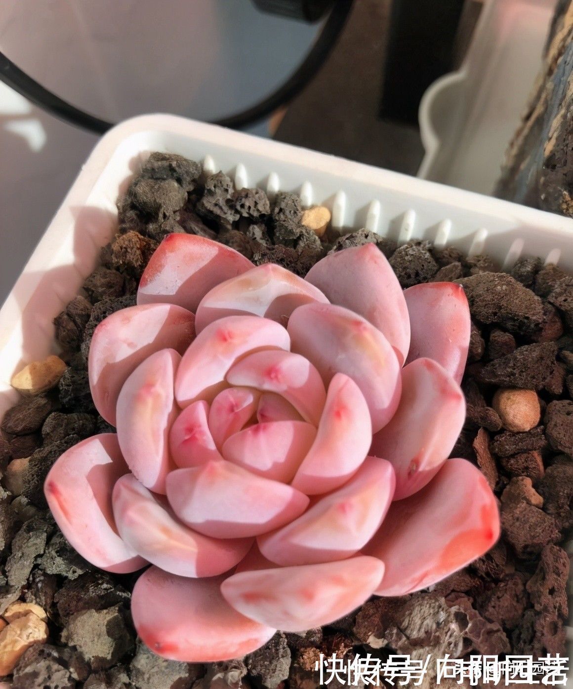 要素|养多肉入门篇,了解6大要素,养多肉很轻松,看你能不能掌握