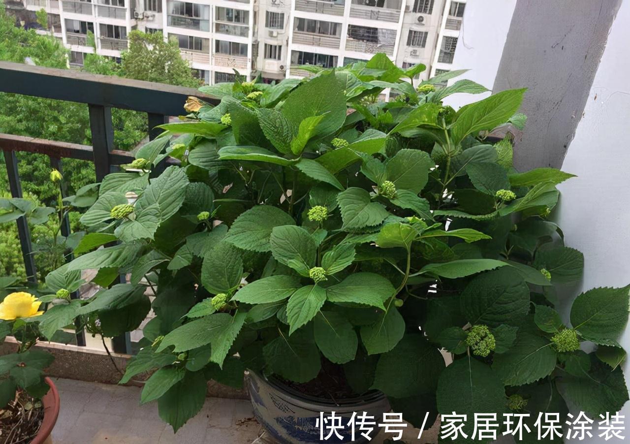 玛格丽特|6种“漂亮花”,秋天修剪“别偷懒”,剃个小平头,一个月开爆花