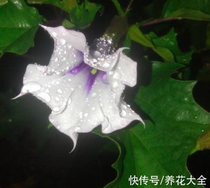 曼陀罗|6种花，室内不要养，对身体伤害极大