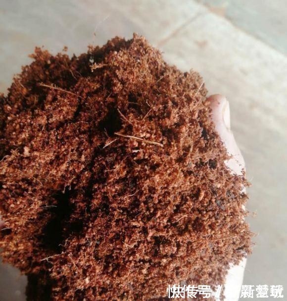 3块钱一块的椰砖,泡水变成椰糠,拿来养花行吗?不建议使用