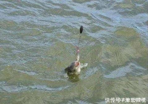 钓鲫鱼就用这“3招”,别不信,一定比之前钓的多