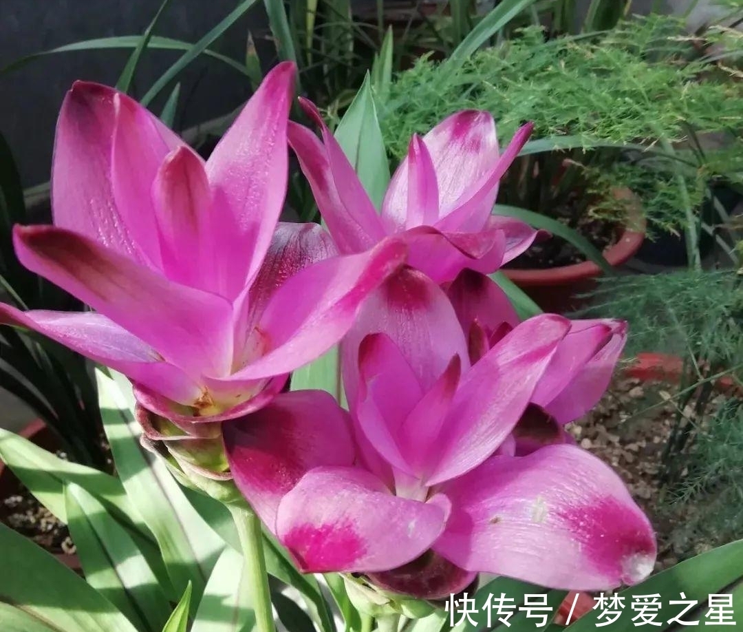 荷花|一块“大生姜”,开满粉荷花,家里养一盆,仙气飘飘,开花100天