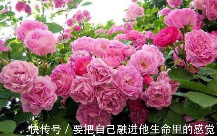 开花最香的4种花,家里养一盆,好养又漂亮,一开就是300多天!