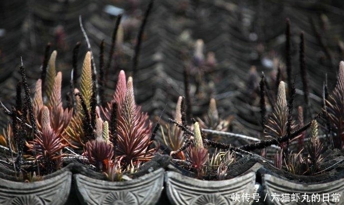 这种平凡而又伟大的小草,若长在你家屋顶,是福气,如今很珍贵