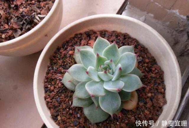 煤渣还能养花每个花盆埋入一小勺,养什么花都旺,老花农都知道