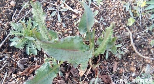 农民朋友|农村阴沟中常见野草,治多年“脚气”有良效,已经有人用来赚钱