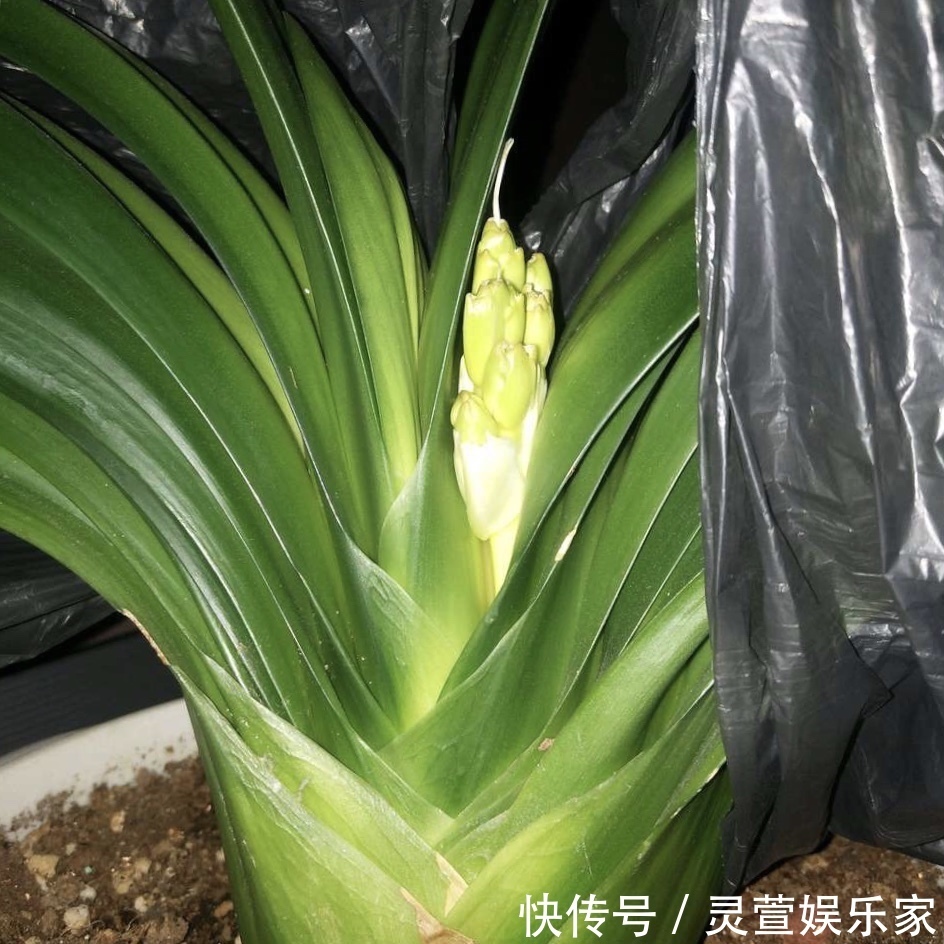 文竹|悄悄告诉你，养花高手都会的10个“小妙招”，学会以后，事半功倍