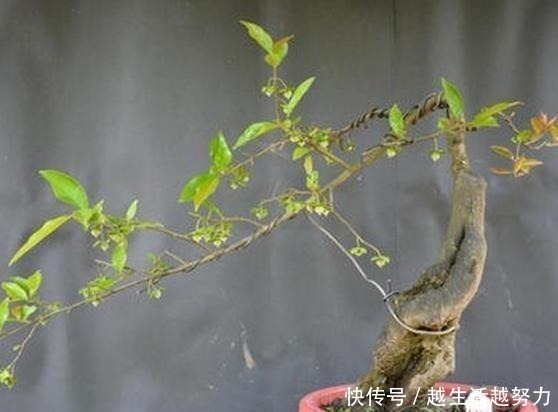 一种名贵的盆景树,有院子的一定要养,价值高造型美!