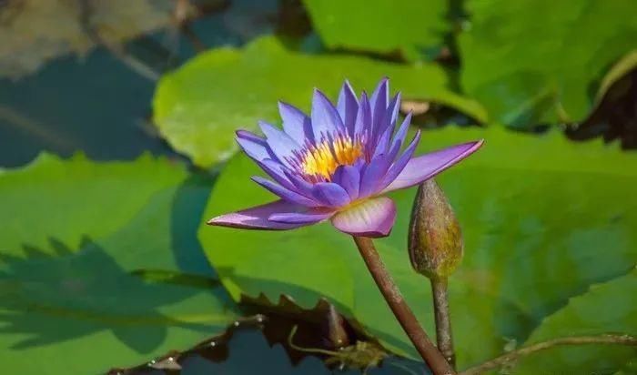  柏芝树|《浅紫的莲花》组诗 王成道