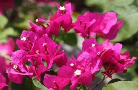 花大色艳|花大色艳花期长,满屋芳香四溢,养在家里超合适的