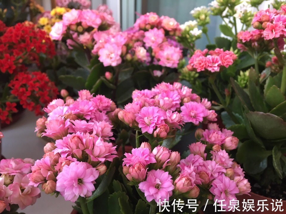 养2种花“不用等”，现在扦插、20天生根发芽，入冬就开花