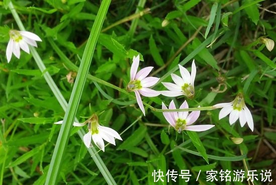 总管|农地里的“草”，人称“蛇总管”，是味镇痛抑毒的良药