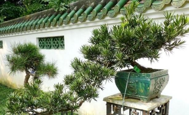 盆栽|养这“昂贵盆景”不花钱,折1根枝“插”土里,15天生根,长势猛