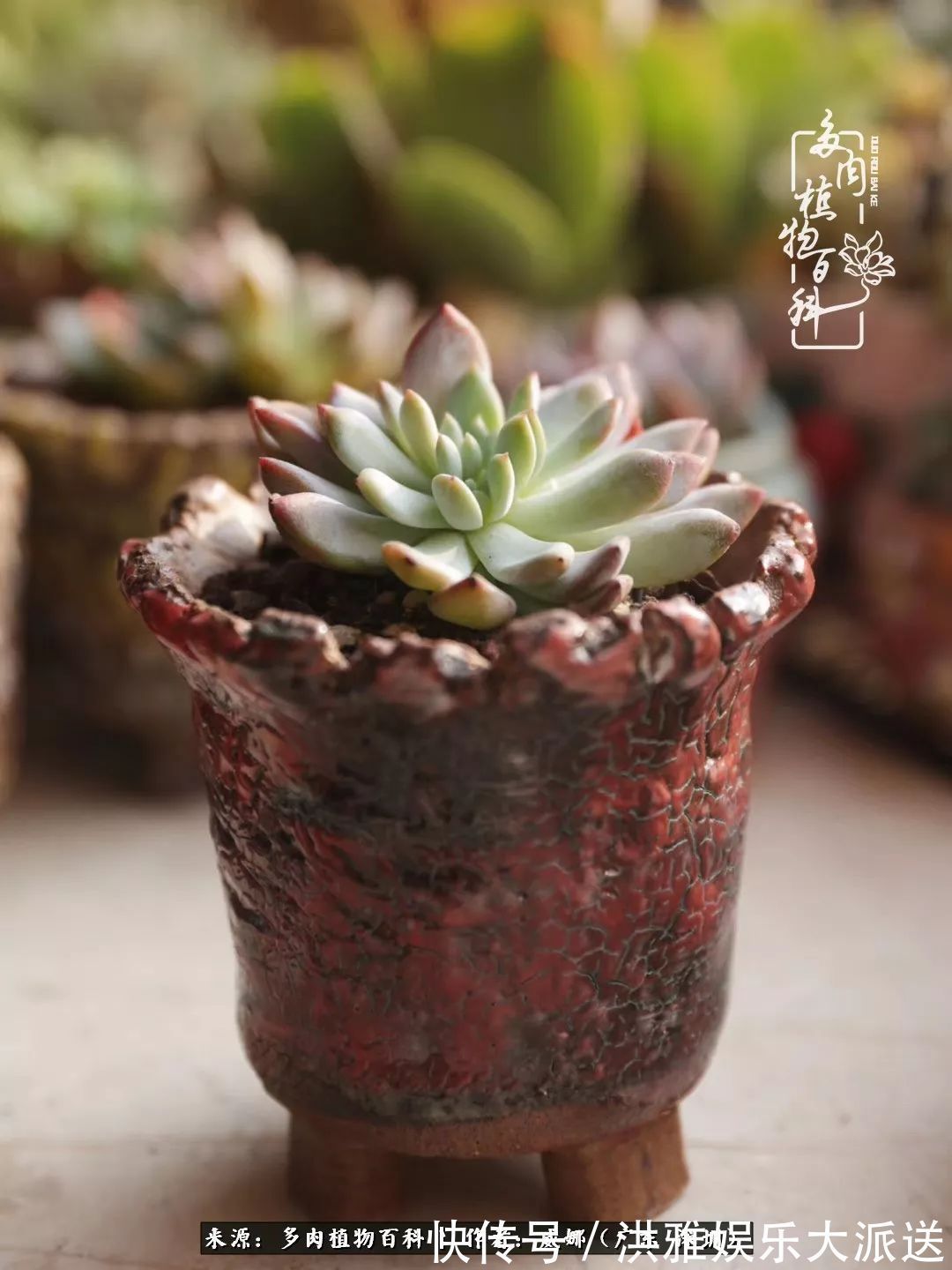 橙梦露|笼子里露养的多肉,越养越美!有多肉的日子伴着小确幸!