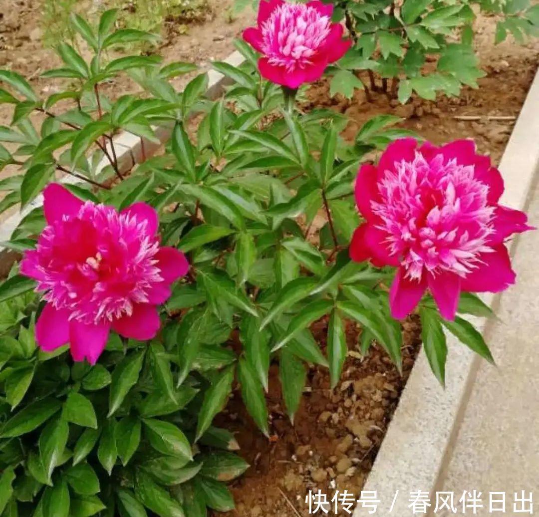 超级耐旱花,整个冬天不浇水,还能胖一圈!