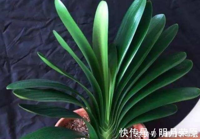 家家|这些食物,每个月给君子兰“喂”一点,叶片绿,根系壮!