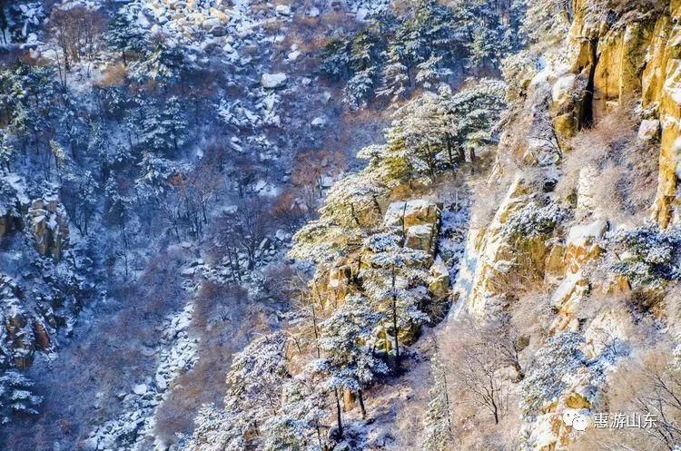 泰山银装素裹后石坞，雪松玉树赛仙境！