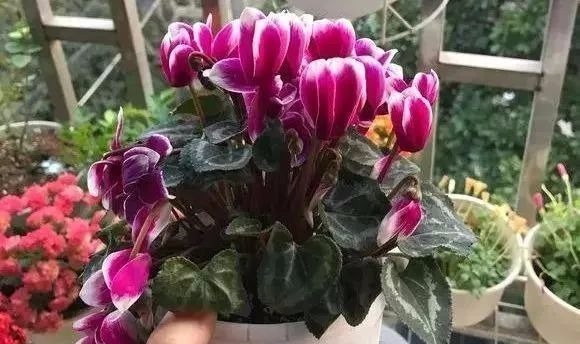 这些花草不要往叶面上喷水，否则只剩下花盆