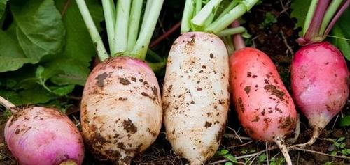 美容养颜|想一直年轻，适合吃几种好食物，美容养颜、安神助眠，促进消化