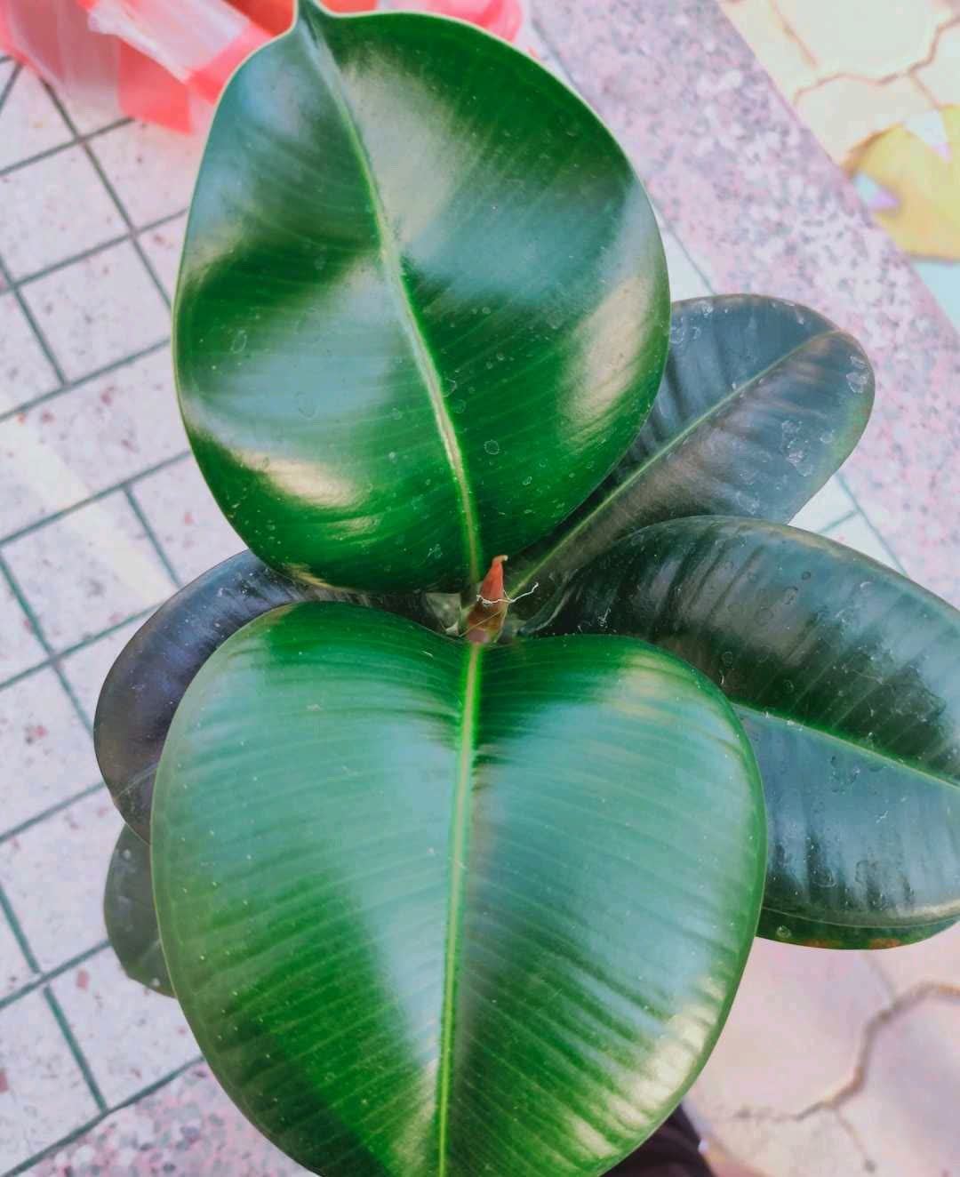 春天,这八种花剪个枝插土里就活,养养就开花,错过就要等明年了