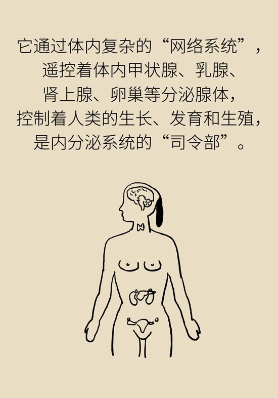 内分泌失调|变丑、变胖、内分泌失调……这些糟心事警惕脑肿瘤