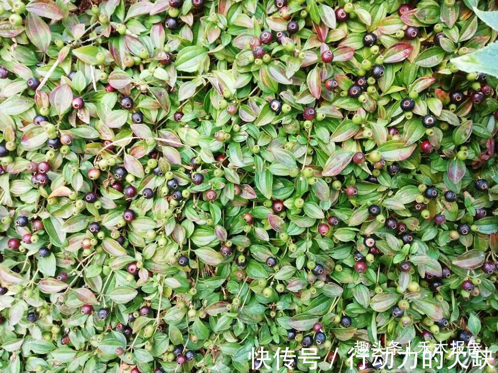 农民们|浑身是刺,吃了舌头会变黑,却是高钙野果,如今市场30元一斤