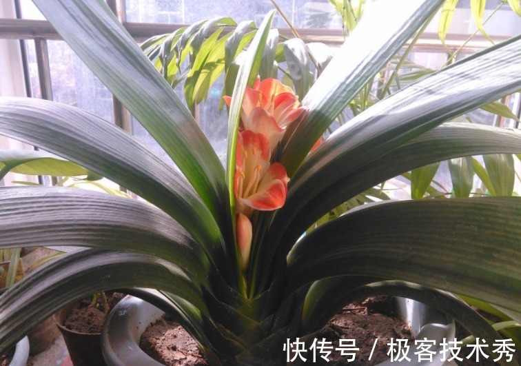 君子兰“夹箭”开花难看,该怎么办?从这些地方下手“抢救”吧