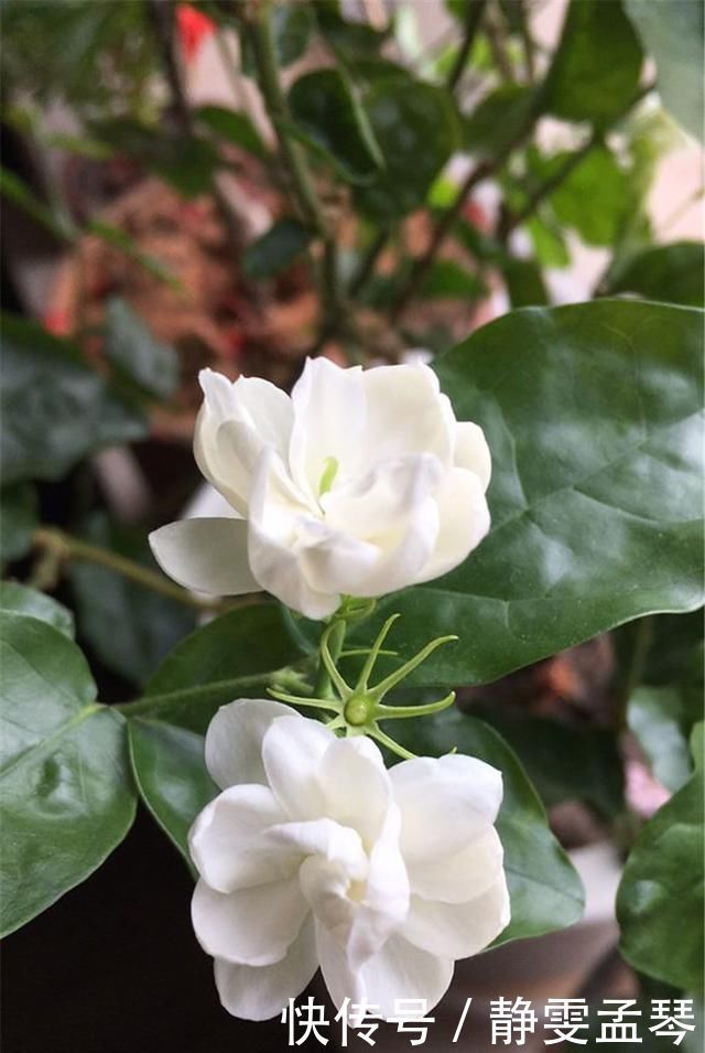 开花|养茉莉花,掌握这5个“小窍门”,一年能开四岔花,简直是“开花机器”