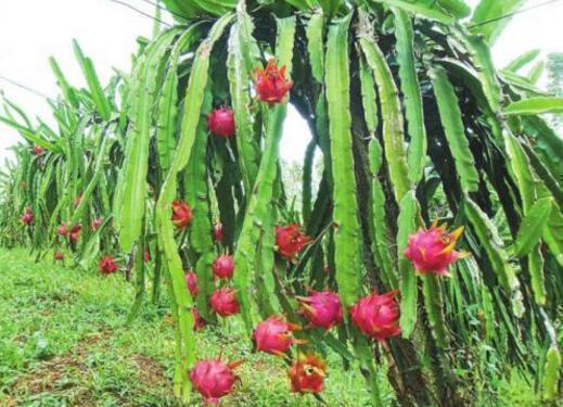 龙眼|4种“果核”不要扔,埋土里,5天之后“惊喜”不断,观叶又收果!