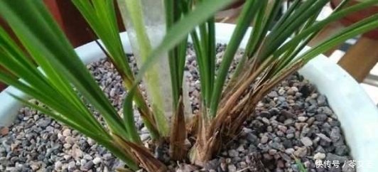 人工菌|兰花上盆时做好这2点,小芽蹭蹭的疯长,很快就能开花爆盆