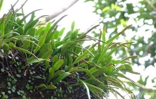 树干|农村这种缠着树长的野草,没想到是治疗肾结石的良药!你见过吗?