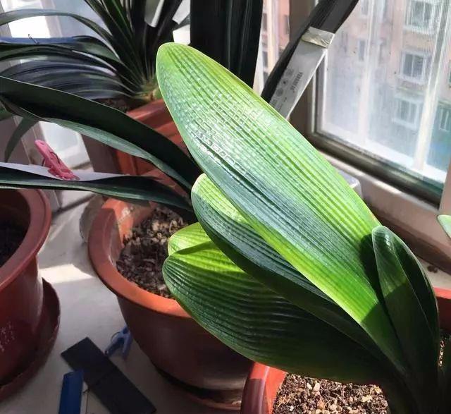 叶子|养君子兰,把几样东西丢盆里,花朵、新芽不停冒,叶子翠绿油亮