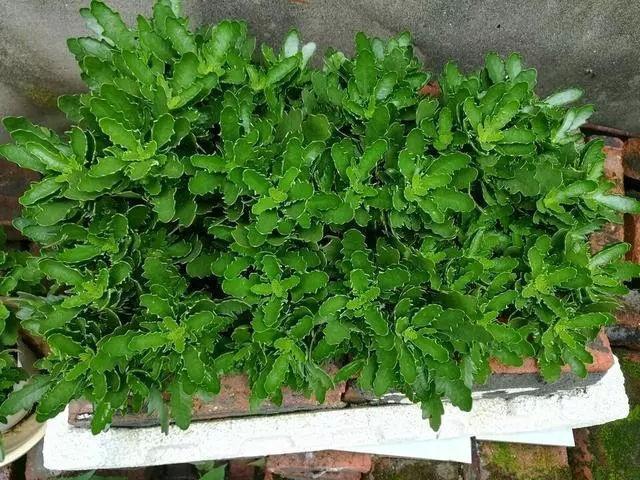 花肥不用买，一把“黑蛋蛋”撒花盆，比啥肥都灵，养花贼壮