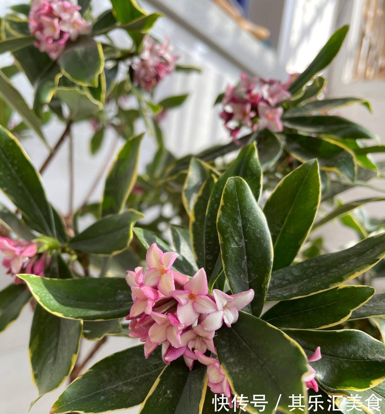 有3种花，花开满室很好打理，名字很吉祥喜庆能净化空气