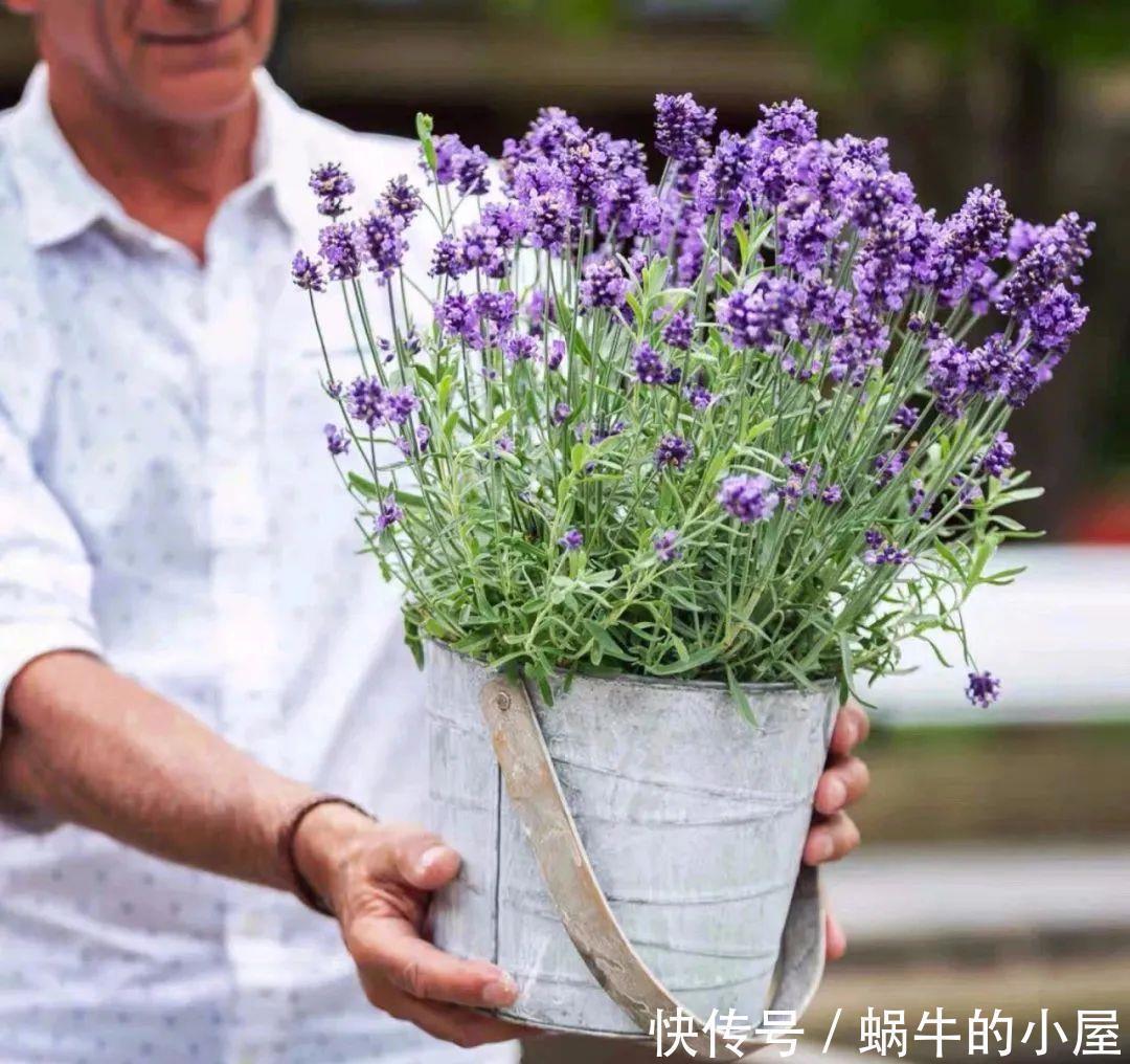  花卉|卧室养花有“三不养”，又有“三必养”，你养对了吗