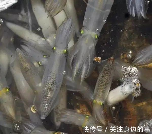 东山海鲜界的第一网红小管,究竟有多好吃!